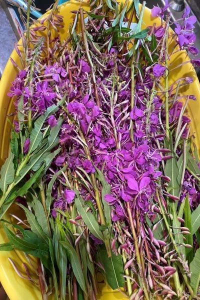 ферментация иван-чая замораживанием