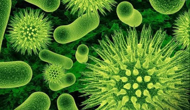 DIVISI SCHIZOPHYTA (Tumbuhan Belah) – Botani Cryptogamae