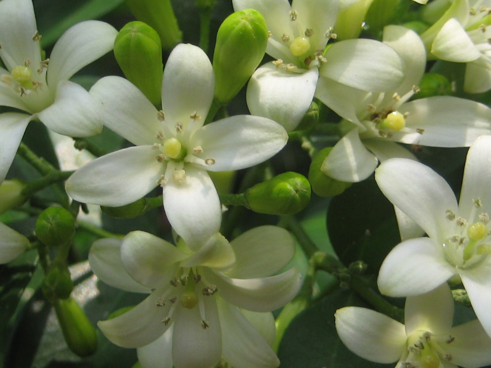 Bunganya termasuk bunga tunggal atau majemuk tandan semu, setiap . Tips Dan Cara Merawat Bunga Kemuning Agar Selalu Berbunga Dan Dalam Jumlah Banyak Botaniku Com