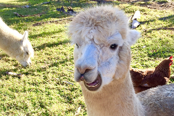 Big4 adventure whitsunday resort is one big whitsundays holiday destination in itself. Airlie Beach Big4 Adventure Whitsunday Resort With Kids Boyeatsworld