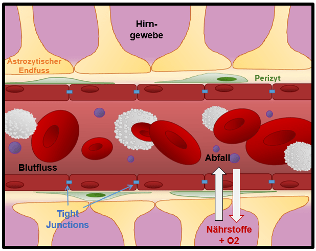 Sie liefern erkenntnisse, wie die . Schematic Bbb Brainbarriers4you