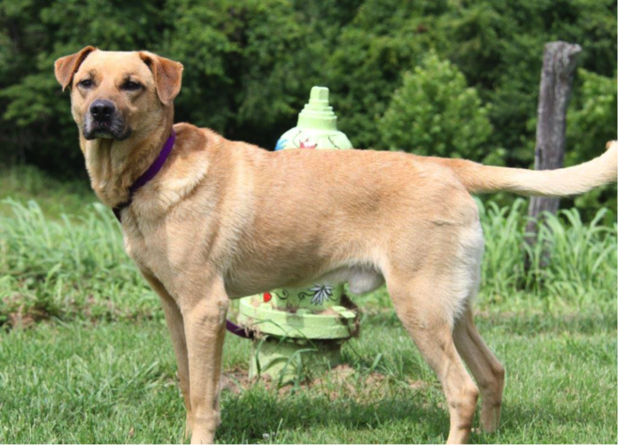 redbone plott hound mix
