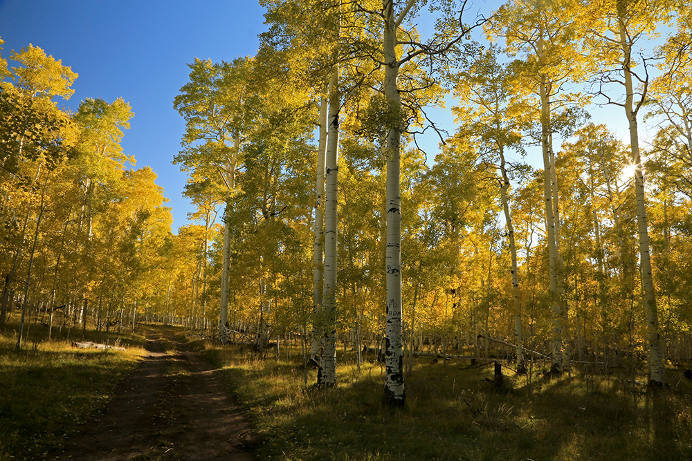 The Colors of Kolob and Cedar Mountain Brian Passey