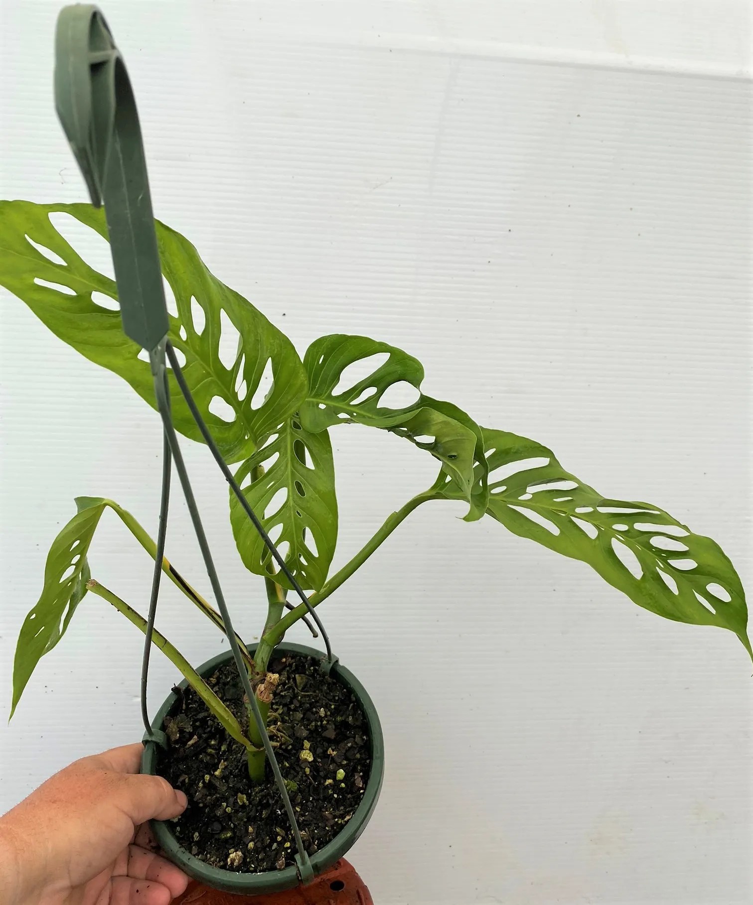 Monstera friedrichsthalii (adansonii) – Brian's Botanicals