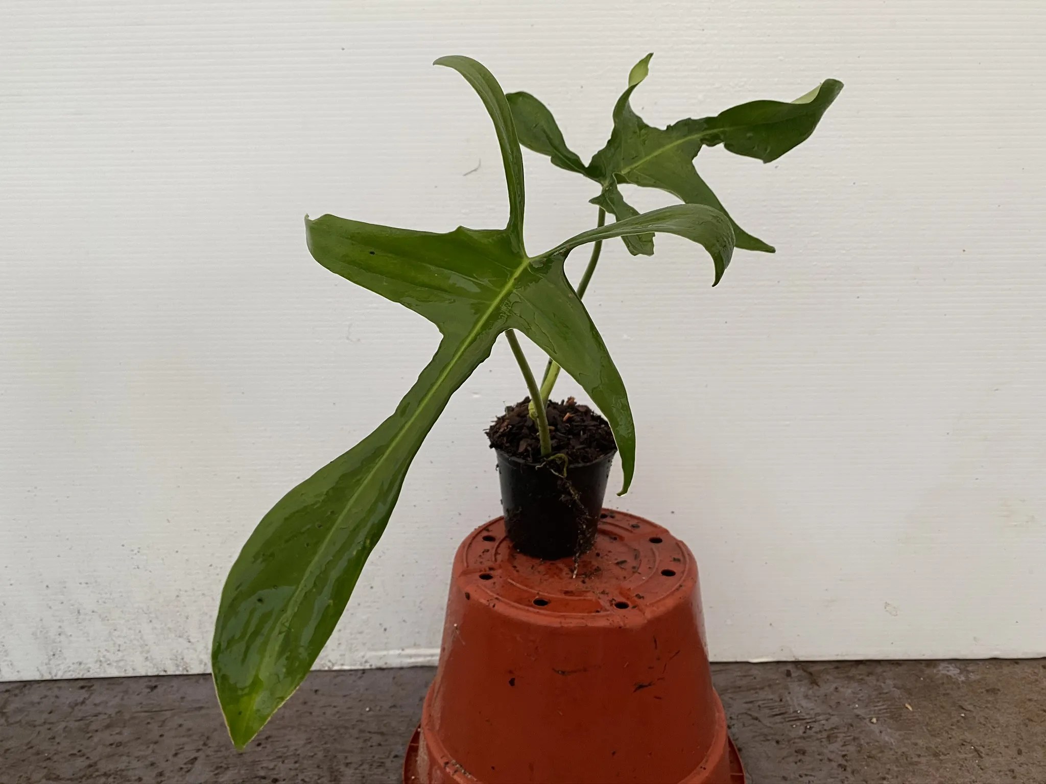 Philodendron pedatum ‘Glad Hands’ Brian's Botanicals
