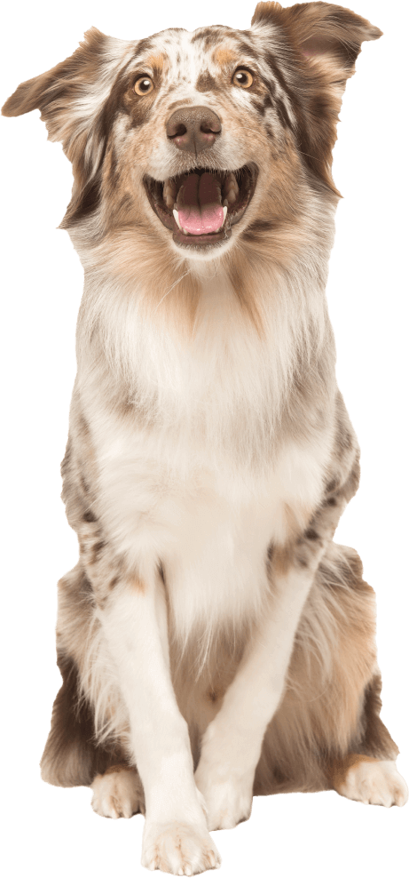 Bronx veterinary center · 2460 webster ave. Vet Near Me Bronx Veterinary Center Webster Avenue Bronx Ny