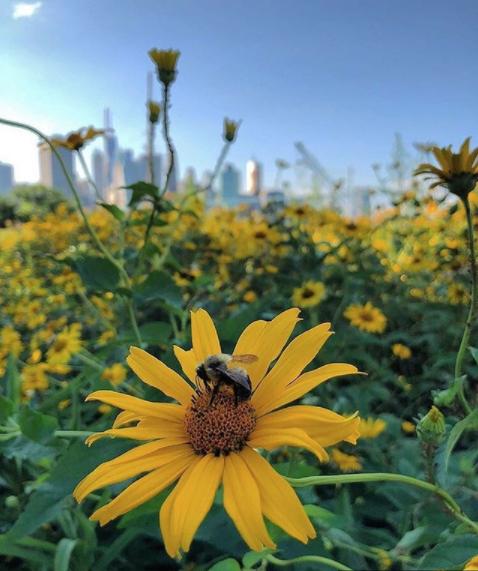 Wilson in the creation story of the kalahari desert's san people, a. Spectacular Pollinators of Brooklyn Bridge Park - Brooklyn Bridge Park