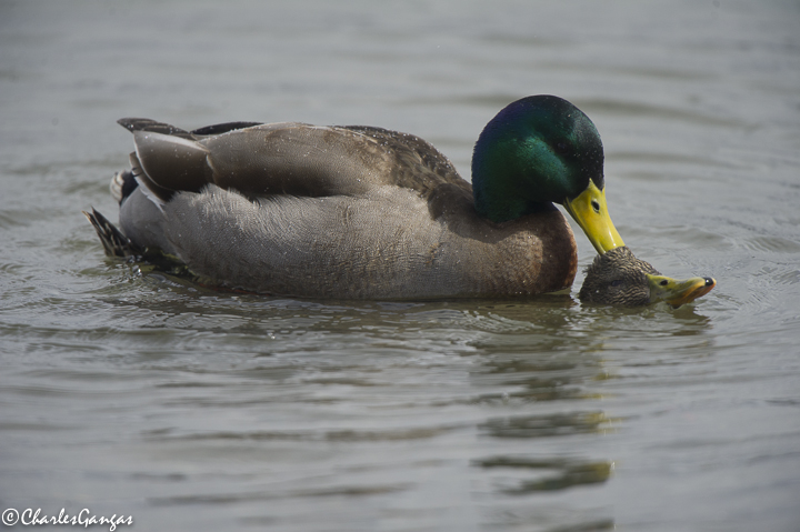 Both sizes of the blind bag 2.0 are loaded with pockets and features for organizing your gear so you can find items quickly when it matters. Twisted Duck Romance