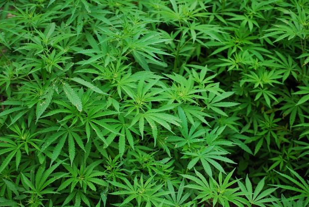 Buffalo State S Dart St Lot To Become Medical Marijuana Campus The Record