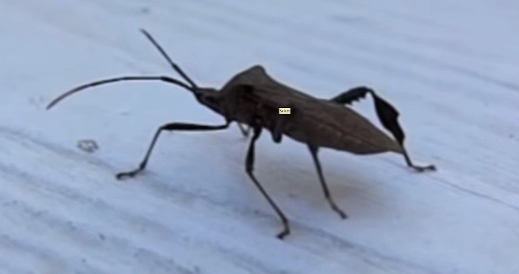 Leaf Footed Bug Killer