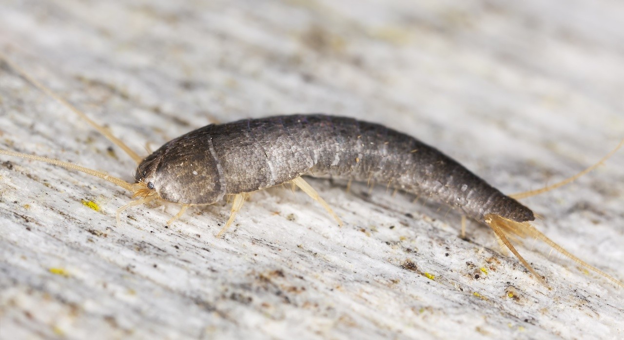 Make sure to wrap tape all the way to the top. Silverfish Control & Treatments in Atlanta GA | Repellent