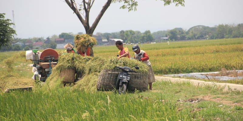 3. Strategi Pengembangan Agrikultur di Indonesia