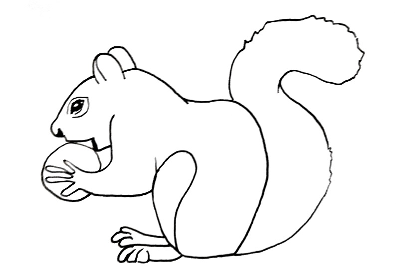 The front ear will start from just below the top of the . How To Draw A Squirrel Easy Drawing Tutorial For Beginners Bujo Babe