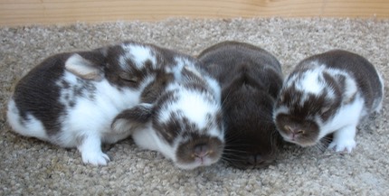 They are among the dwarf rabbit breeds weighing between only 3 1/2 and 4 pounds and they come in a surprising array of beautiful colors. Welcome to our Holland Lop Rabbitry: BUNNYLOPS | Bunny Lops