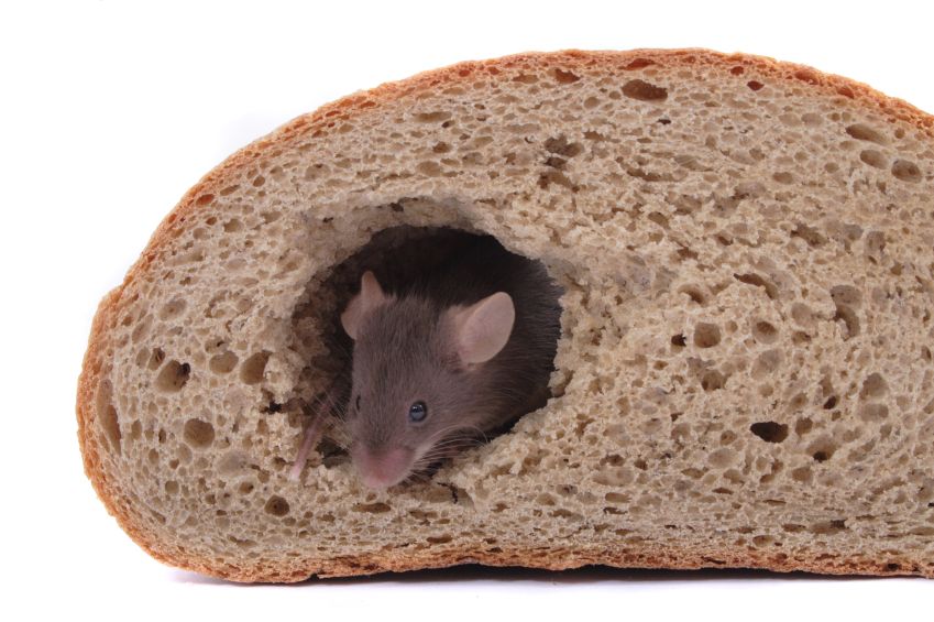 Top Three Strangest Places Mice Hang Out Burns Pest Elimination