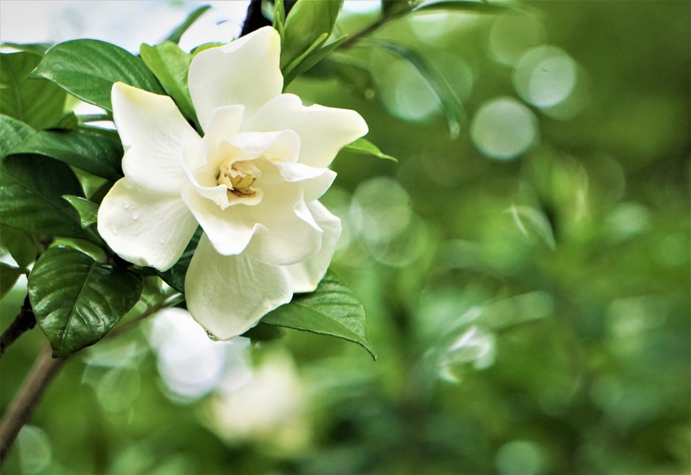 Learn how to care for orchid plants. The 5 Best Fertilizers For Gardenias Bustling Nest