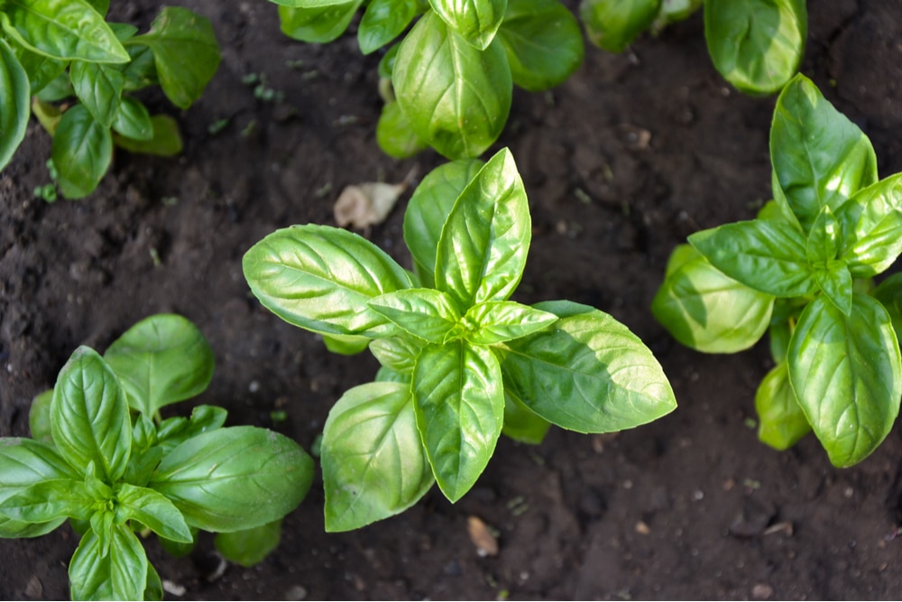 Learn how to use an herbicide in a garden. Basil Growth Stages Bustling Nest