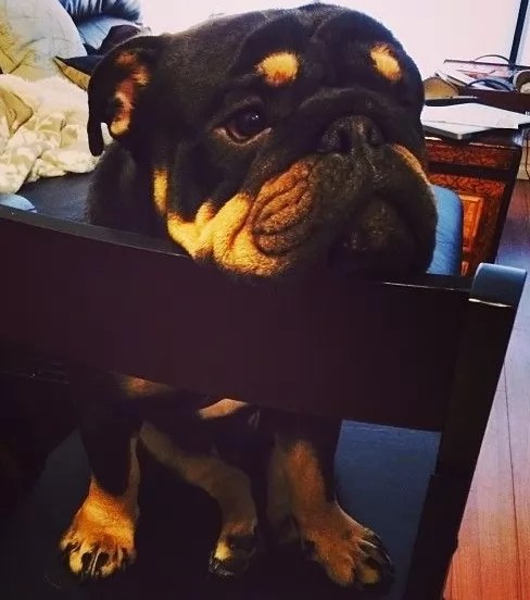 Jawaban pelajaran math bully schoolarship edition. 12 Unreal Rottweiler Cross Breeds You Have To See To Believe