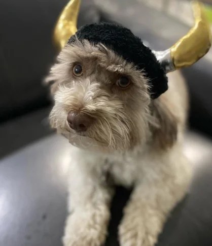 100 Norse Mythology Names Viking Dog Names For Your Puppies Buzzsharer Com