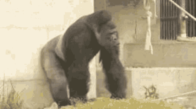 Gorilla Dance Gif Gorilla Dance Discover Share Gifs