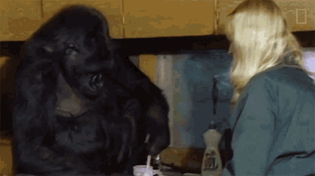 Drinking Koko Gif Drinking Koko Watch Koko The Gorilla Use Sign Language In This1981film Discover Share Gifs