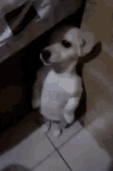 Perrito Cachorro Gifs Tenor