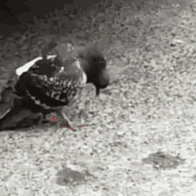 Paloma Gifs Tenor