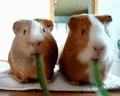 Eating Hungry Gif Eating Hungry Guinea Pigs Descubre Comparte Gifs