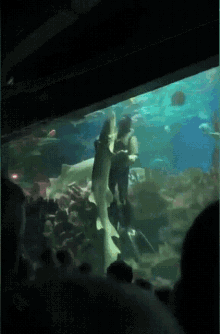Swimming Fish Gifs Tenor