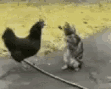 Gallina Gifs Tenor