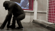 Gorilla Escape Gifs Tenor