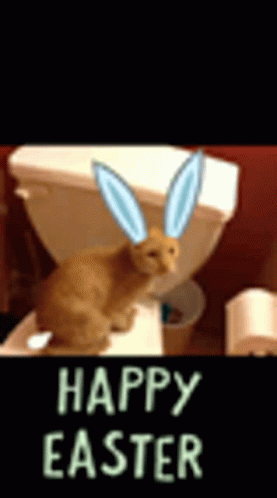 Cat Happy Easter Gif Cat Happy Easter Bunny Discover Share Gifs