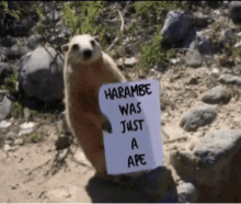 Harambe Gifs Tenor