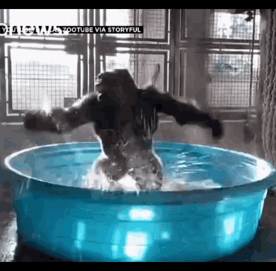 Gorilla Bath Gif Gorilla Bath Warm Discover Share Gifs
