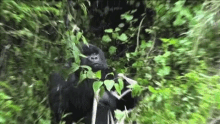 Ape Gifs Tenor