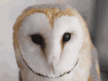 Tootsie Owl Gifs Tenor