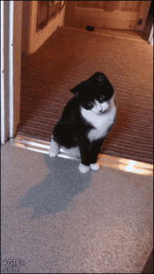 Cat meme of the decade cats n' kittens. Funny Cat Gifs Tenor