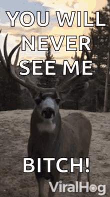 Deer Gifs Tenor