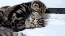 Coccole Gifs Tenor