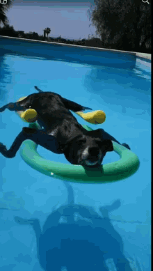 Piscina Gifs Tenor