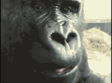 Gorilla Eating Gifs Tenor