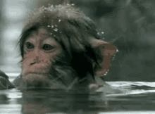 Monkey Bath Gifs Tenor