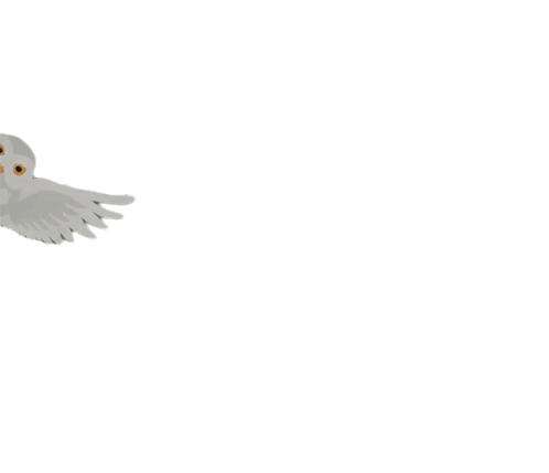 Owl Flying Sticker Owl Flying Just Got Here Discover Share Gifs