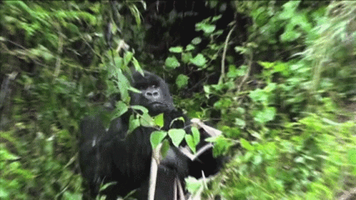 Eating Gorilla Gif Eating Gorilla Hungry Discover Share Gifs