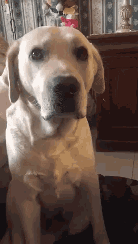 Triste Labrador Gif Triste Labrador Rebus Discover Share Gifs