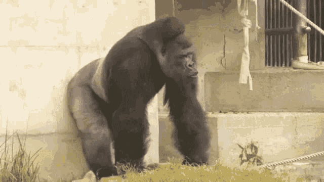 Off Gorilla Gif Off Gorilla Strong Discover Share Gifs
