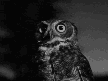 Scared Owl Gifs Tenor