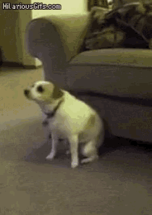 Perros Bailan Gifs Tenor