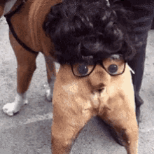 Funny Animals Gifs Tenor