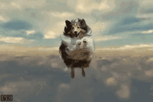 Fly Animal Gifs Tenor